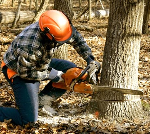 Tree Removal in Marriottsville, MD